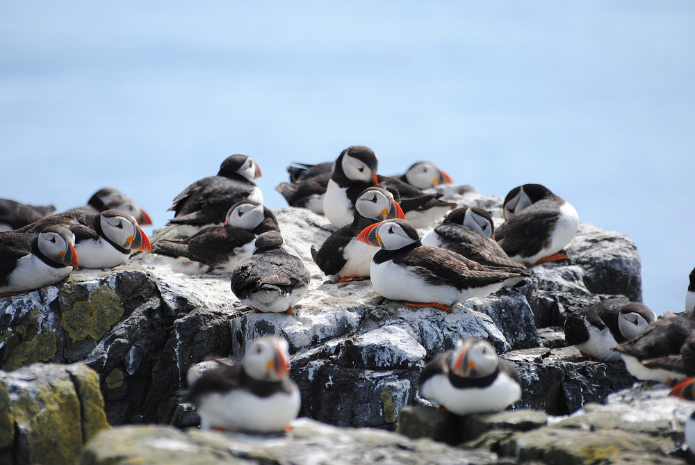 5 puffins