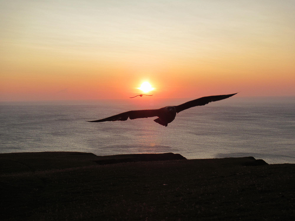 Bonxie attack in the sunset!