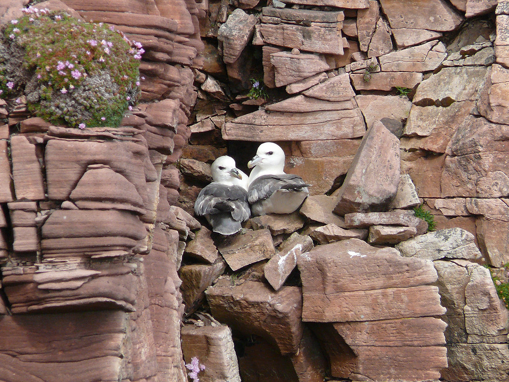 Fulmars on Papa Stour