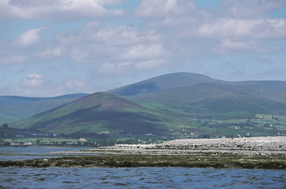 GreenIsland with Mourne mountains in the background RSPB images AndyHay
