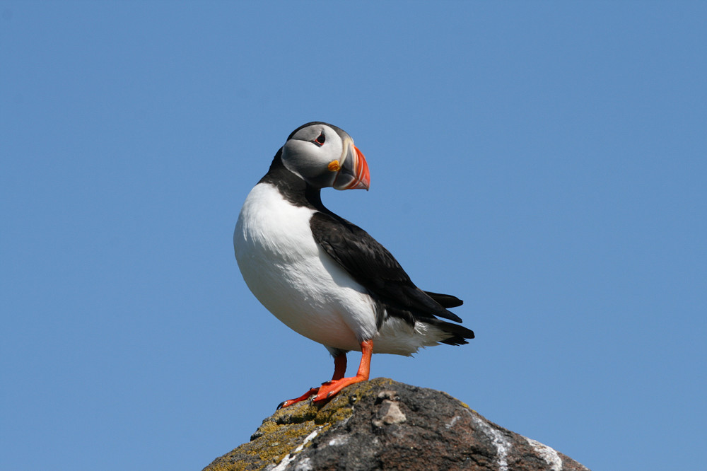 Puffin1