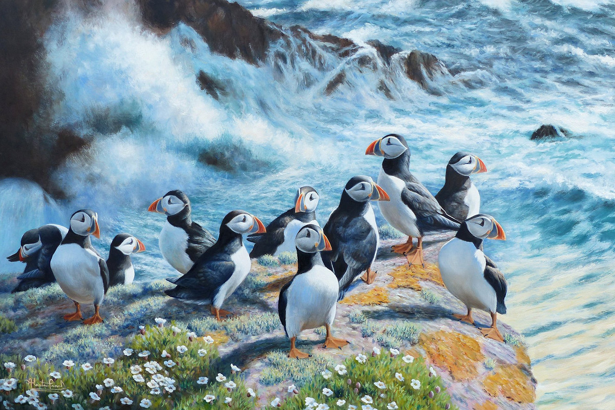 puffins on skokholm by Alastair Proud