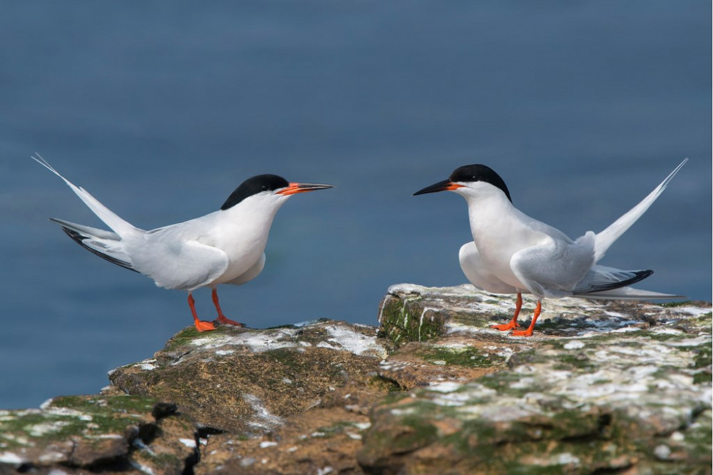 RoseateTerns RSPB images TimMelling