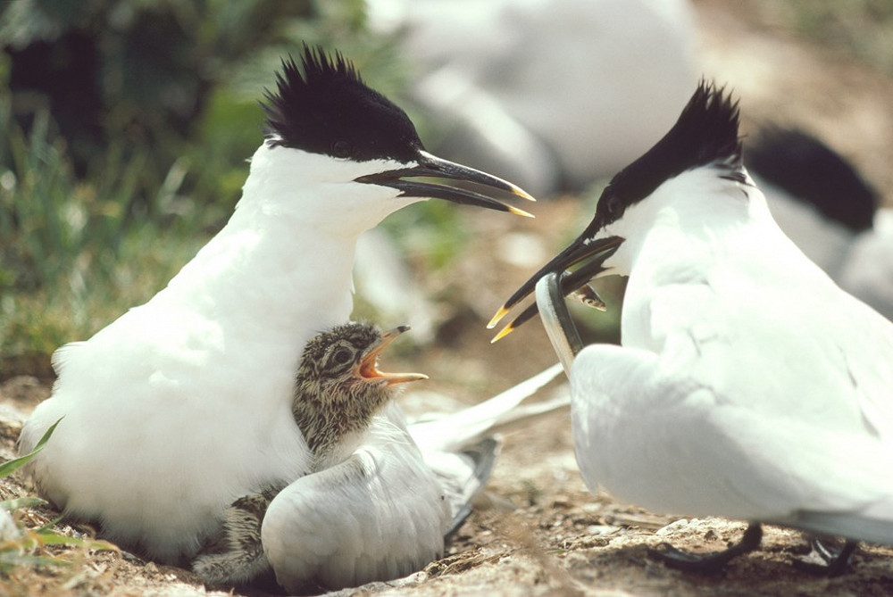 SandwichTern RSPB images ChrisGomersall