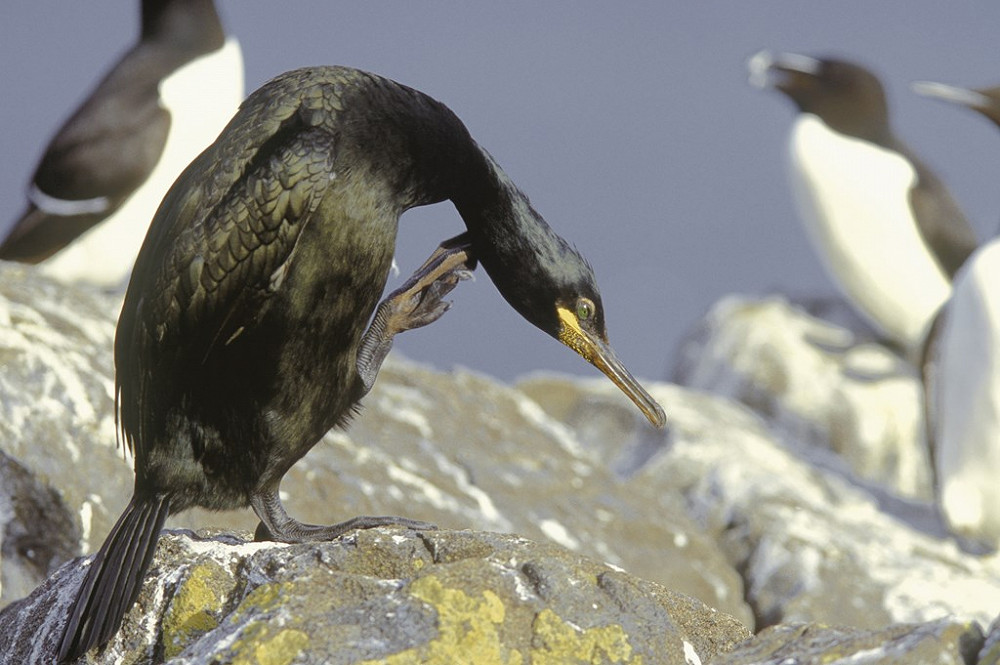 Shag Andy Hay rspbimages