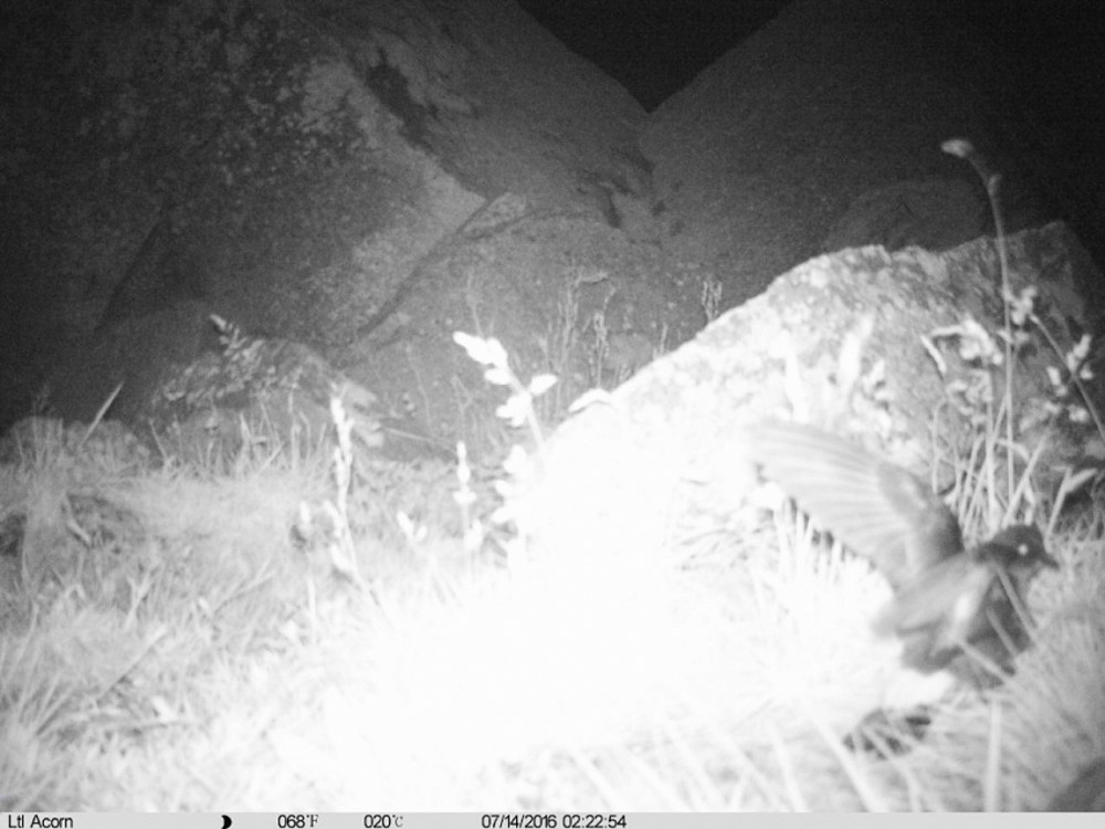 Storm petrel shiants cameratrap