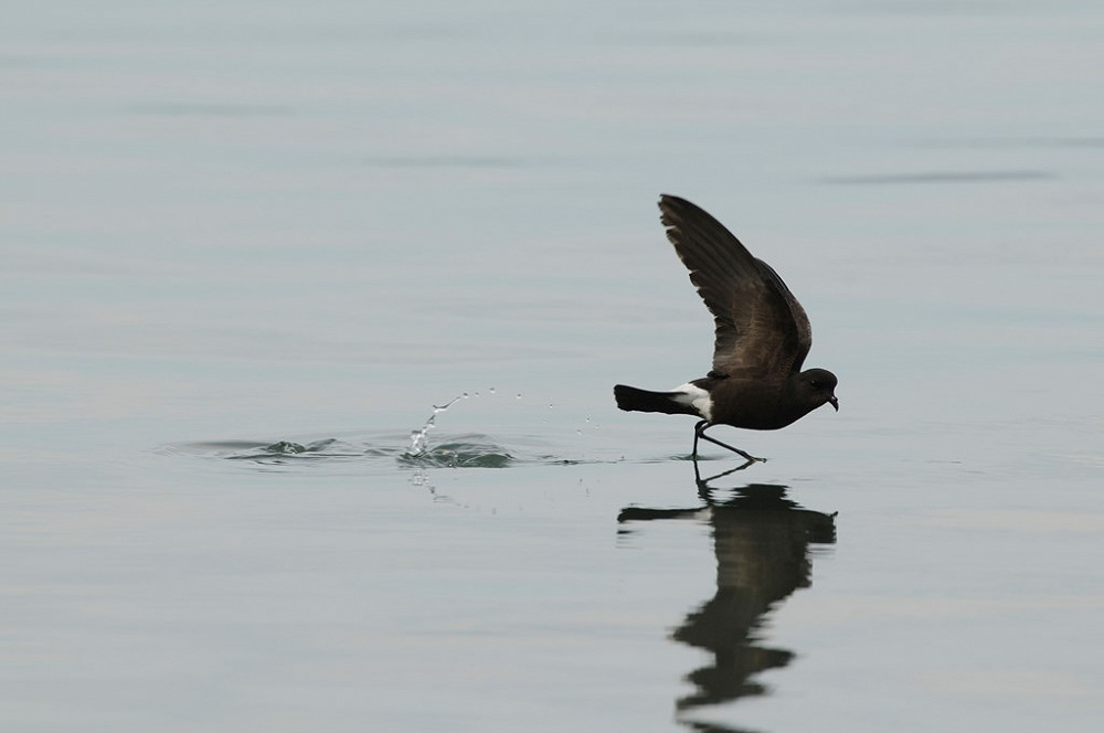 European Stormpetrel Photo RSPB Images Alastair Wilson