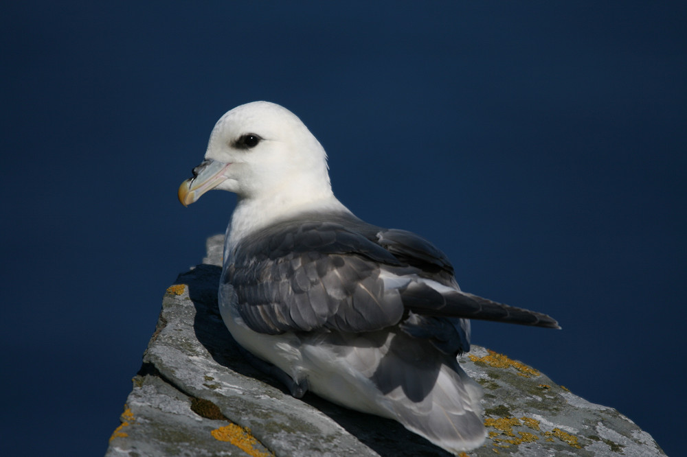 IMG 0668 Copying Copying Copying