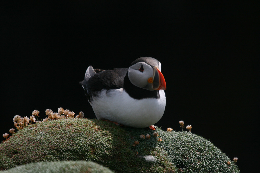 IMG 0992 Copying Copying