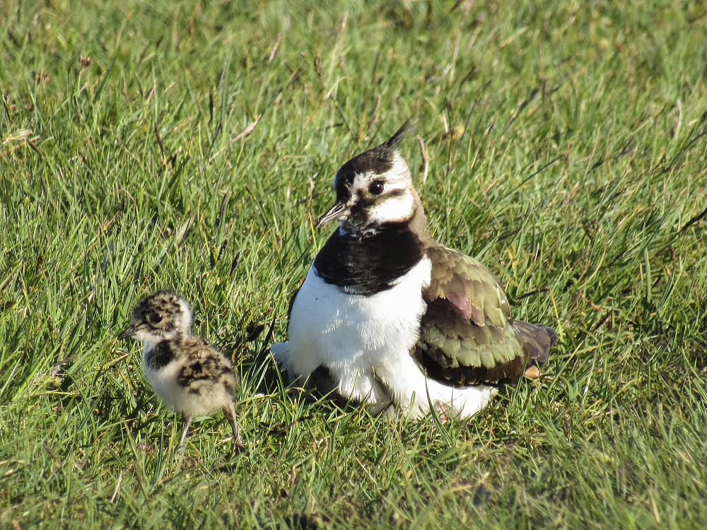 Lapwing with young Lapwing with young