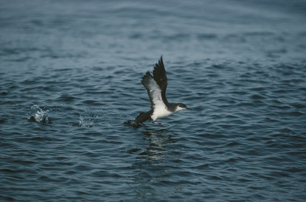 ManxShearwater RSPBimages ChrisGomersall