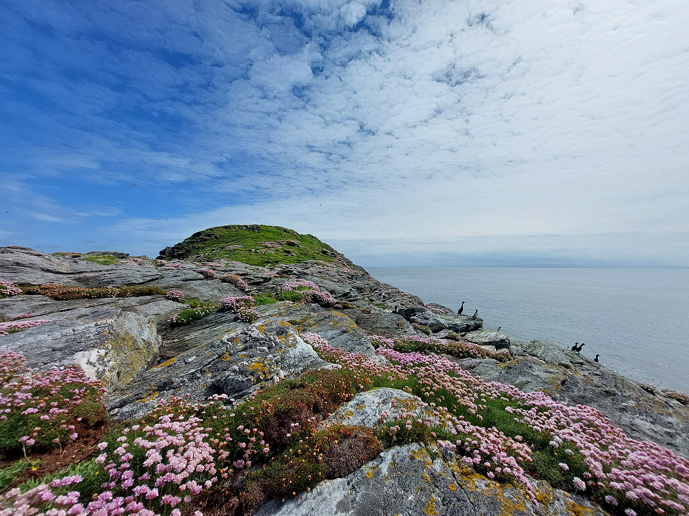 Photo 4 razorbill bothy