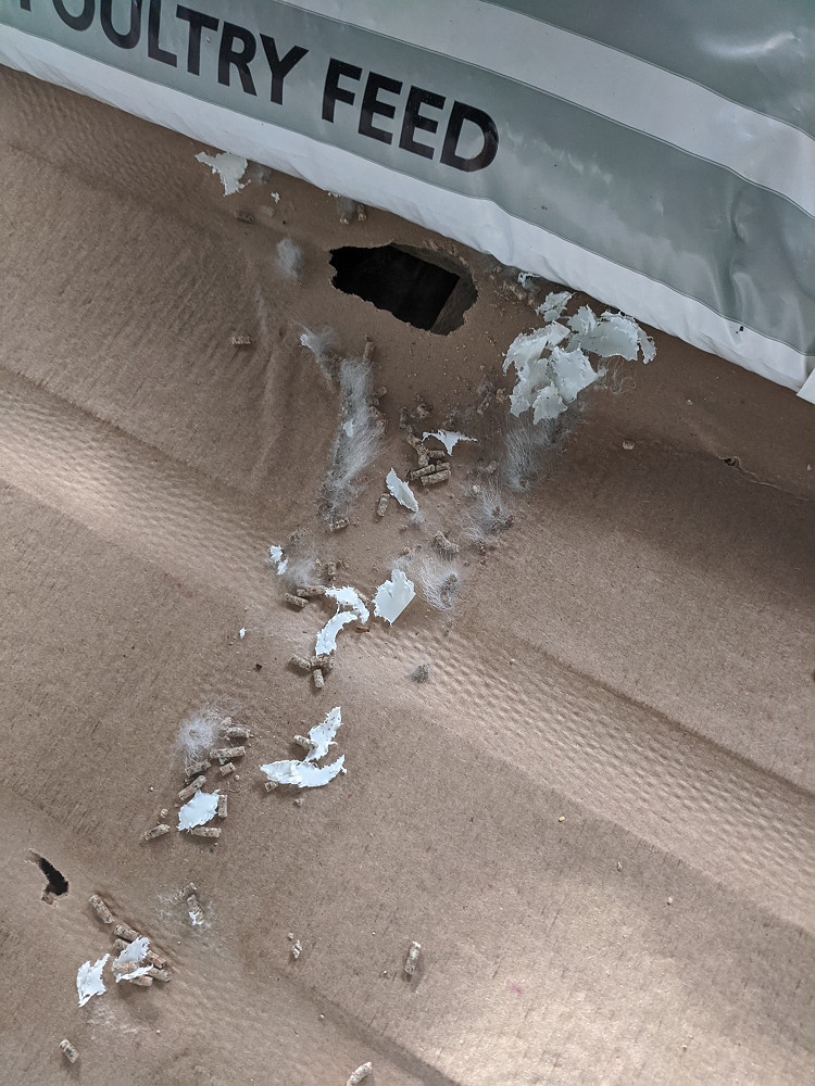 Rat gnaw 3 HL 06 02 21